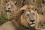 Кошачий гарем